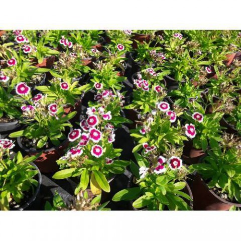 HÜSNÜ YUSUF ÇİÇEĞİ 50 ADET