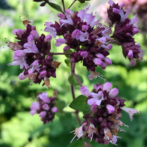 İSTANBUL KEKİĞİ 5 ADET - Origanum Vulgare