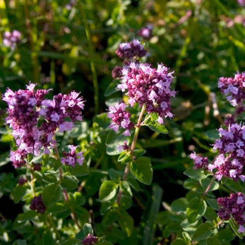 İSTANBUL KEKİĞİ - Origanum Vulgare