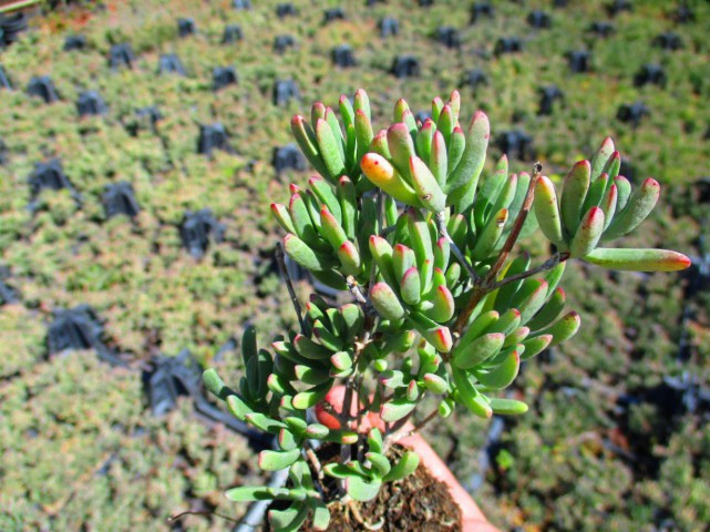 İZMİR GÜZELİ ÇİÇEĞİ 45 ADET