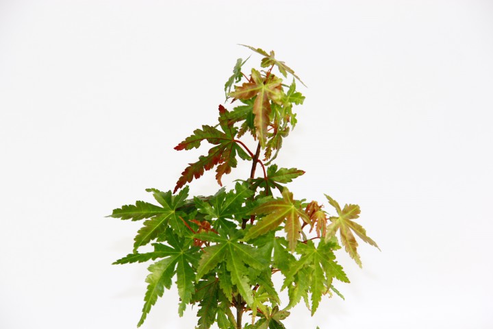 JAPON AKÇAAĞACI ACER PALMATUM 5 ADET