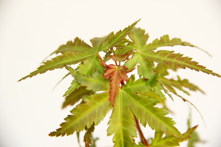 JAPON AKÇAAĞACI ACER PALMATUM
