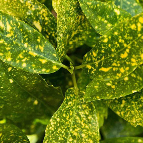 JAPON DEFNESİ AKUBA 5 ADET