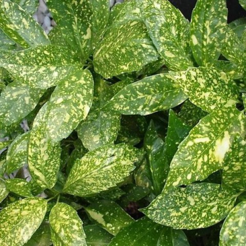 JAPON DEFNESİ AKUBA 5 ADET