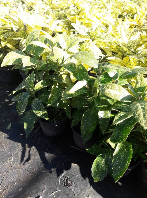 JAPON DEFNESİ AKUBA 5 ADET