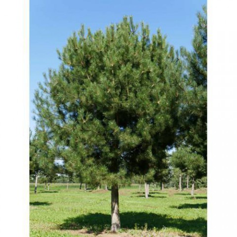 KARAÇAM TOHUMU 100 GR 4000 ADET TOHUM