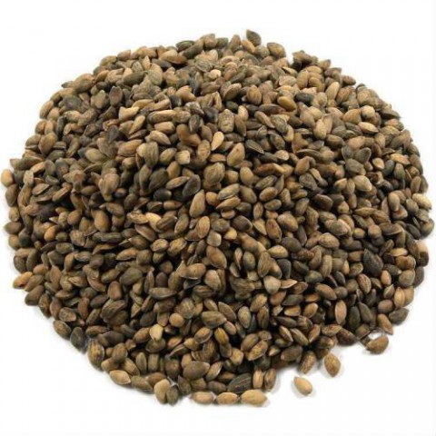 KARAÇAM TOHUMU 100 GR 4000 ADET TOHUM