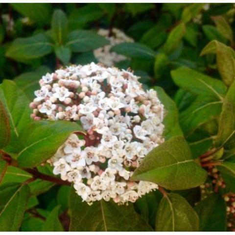 KARTOPU 5 Adet - DEFNE YAPRAKLI KARTOPU TİNUS 1 METRE