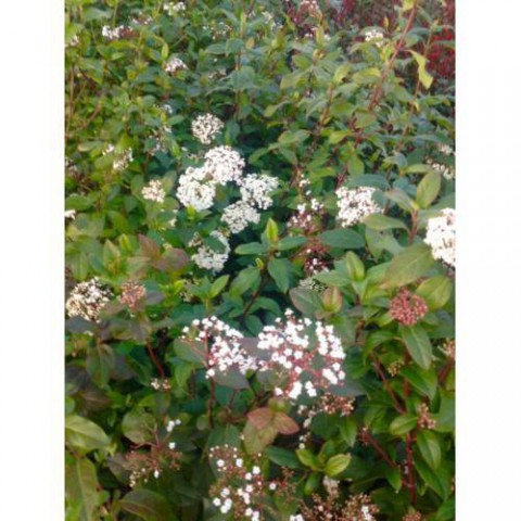 KARTOPU 5 Adet - DEFNE YAPRAKLI KARTOPU TİNUS 1 METRE