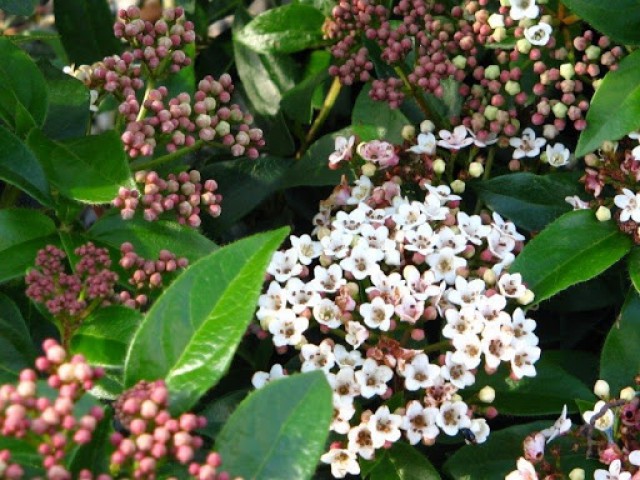 KARTOPU ÇİÇEKLİ ÇİT BİTKİSİ 10 ADET