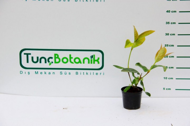 KARTOPU FİDESİ 20 ADET 'Viburnum Lucidum'