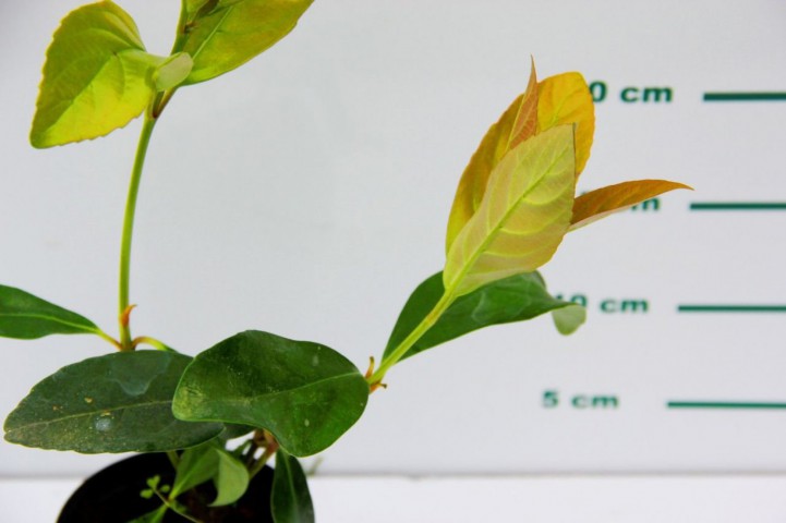 KARTOPU FİDESİ 20 ADET 'Viburnum Lucidum'