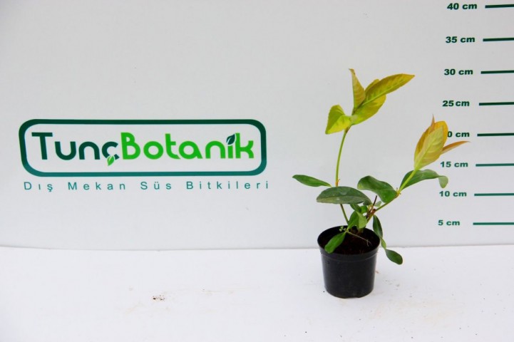 KARTOPU FİDESİ 5 ADET 'Viburnum Lucidum'