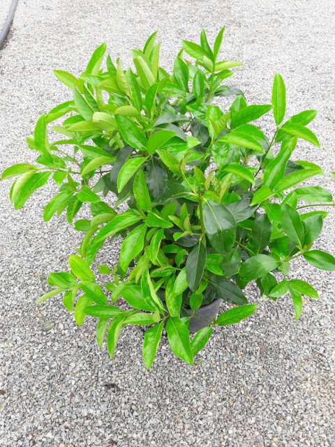 KARTOPU LUCİDUM 3 ADET- 1 METRE ÇİT BİTKİSİ