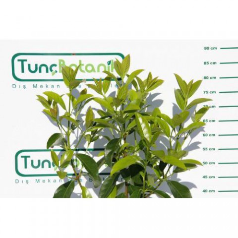 KARTOPU LUCİDUM 5 ADET- 1 METRE ÇİT BİTKİSİ