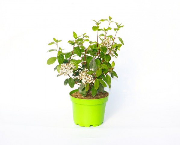 KARTOPU TİNUS 2 ADET - HEDİYELİK YEŞİL SAKSIDA