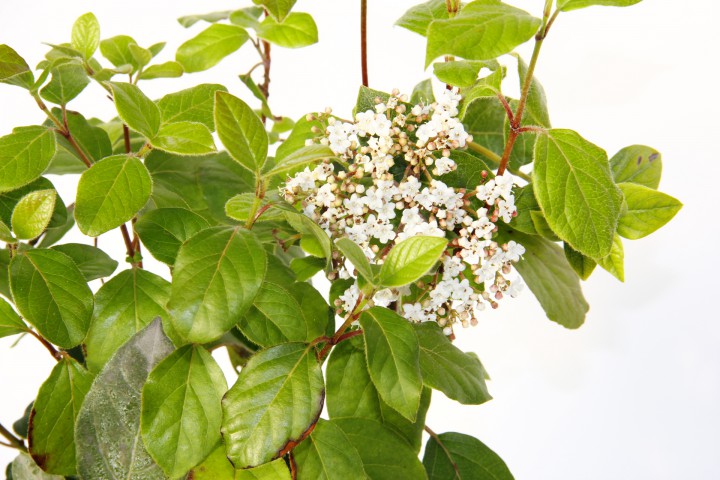 KARTOPU TİNUS 2 ADET - HEDİYELİK YEŞİL SAKSIDA