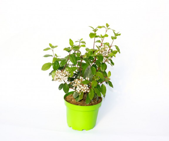 KARTOPU TİNUS 3 ADET - HEDİYELİK YEŞİL SAKSIDA