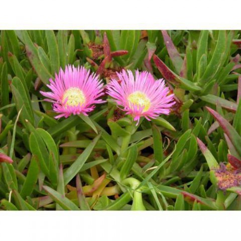 KAZ AYAĞI 135 ADET - YER ÖRTÜCÜ ÇİÇEKLİ BİTKİ