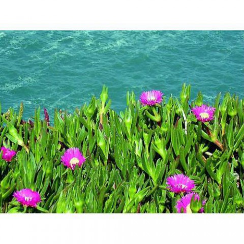 KAZ AYAĞI 135 ADET - YER ÖRTÜCÜ ÇİÇEKLİ BİTKİ