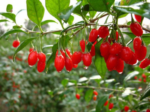 KIRMIZI GOJİ BERRY FİDANI 3 ADET
