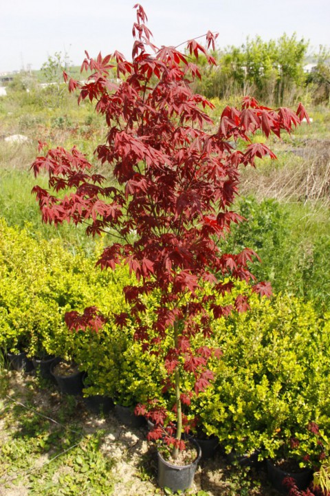 KIRMIZI JAPON AKÇAAĞACI   150 - 200 CM