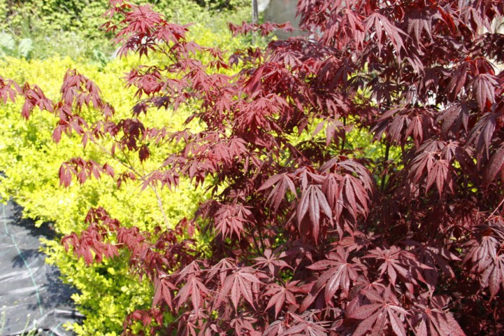 KIRMIZI JAPON AKÇAAĞACI   150 - 200 CM