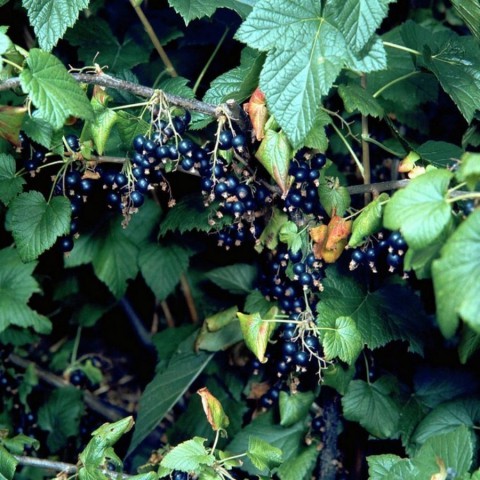 KOKULU FRENK ÜZÜMÜ FİDANI 2 ADET