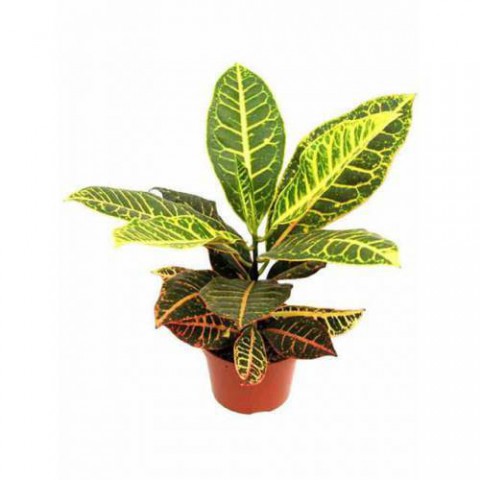 KRATON SALON BİTKİSİ - CROTON PETRA 30-50 cm