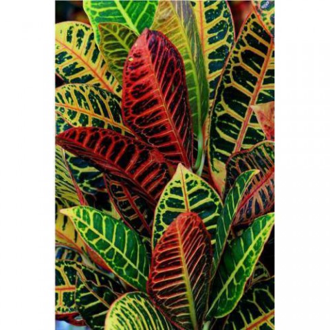 KRATON SALON BİTKİSİ - CROTON PETRA 30-50 cm