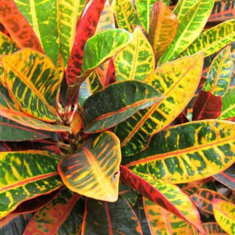KRATON SALON BİTKİSİ - CROTON PETRA 30-50 cm