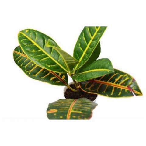 KRATON SALON BİTKİSİ - CROTON PETRA 30-50 cm