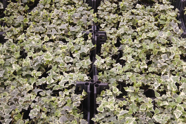 KÜÇÜK YAPRAKLI HEDERA SARMAŞIK 3 ADET