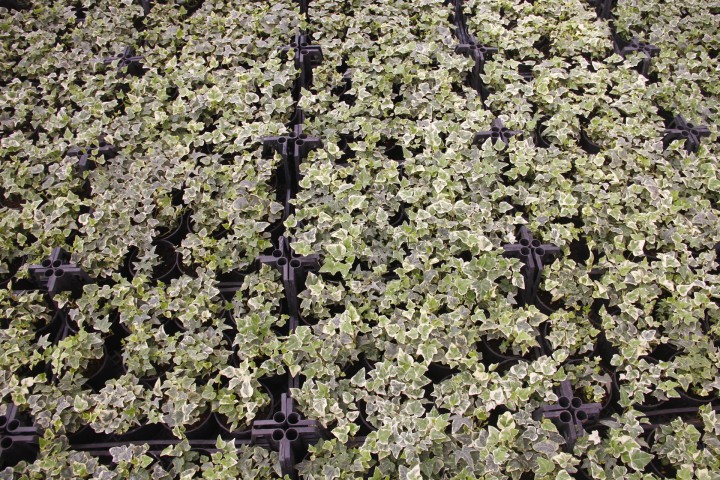 KÜÇÜK YAPRAKLI HEDERA SARMAŞIK 3 ADET