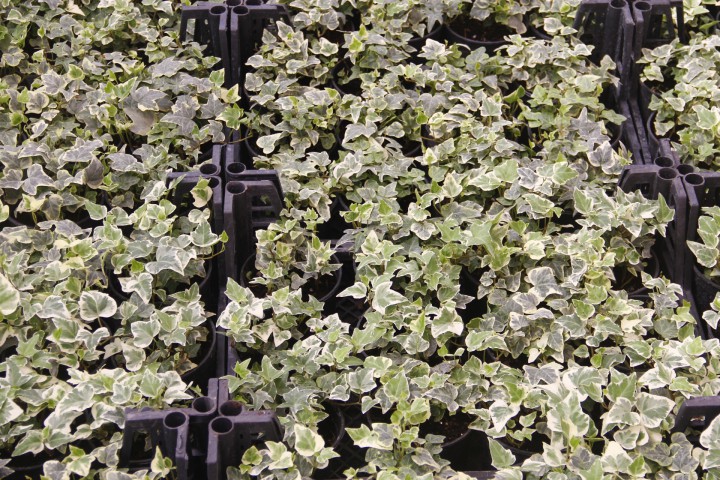 KÜÇÜK YAPRAKLI HEDERA SARMAŞIK 3 ADET