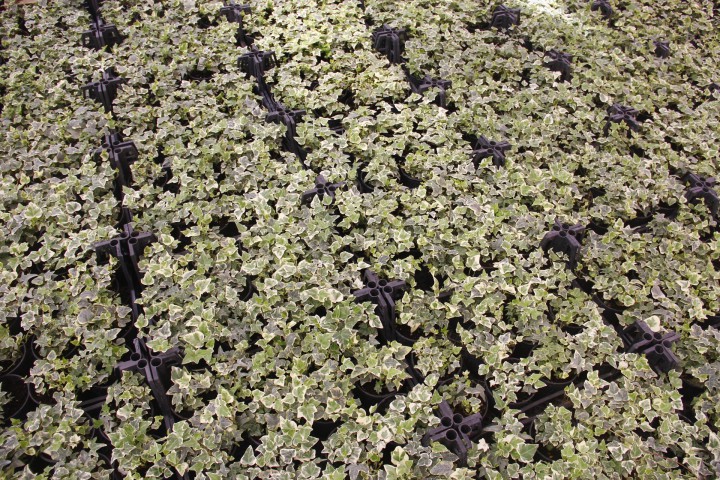 KÜÇÜK YAPRAKLI HEDERA SARMAŞIK 5 ADET