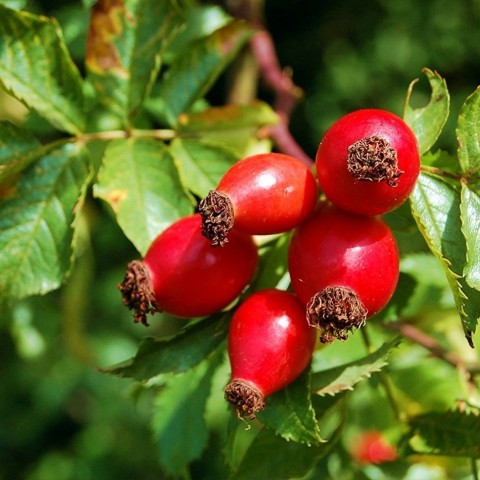 KUŞBURNU FİDANI 5 ADET - Rosa Canina