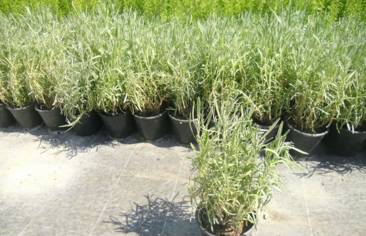 LAVANTA FİDANI 3 ADET - SAKSIDA 20-30 cm