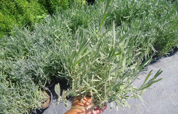 LAVANTA FİDANI 30 ADET - SAKSIDA 20-30 cm