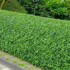 LİGUSTRUM KURTBAĞRI 30 ADET - ÇİT BİTKİSİ