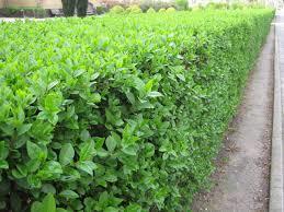 LİGUSTRUM KURTBAĞRI 50 ADET - ÇİT BİTKİSİ