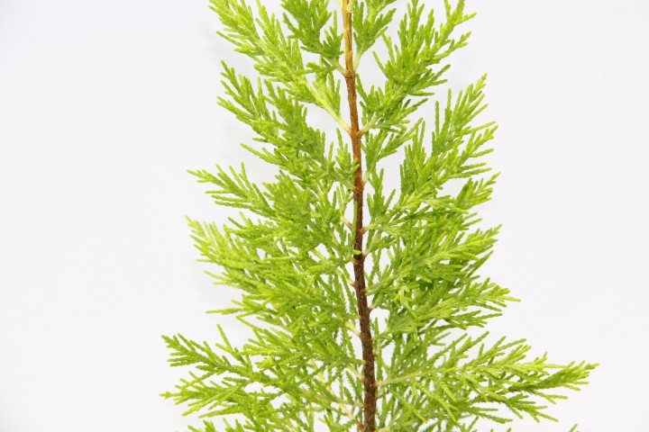 LİMON ÇAMI 3 ADET - HEDİYELİK SARI SAKSIDA