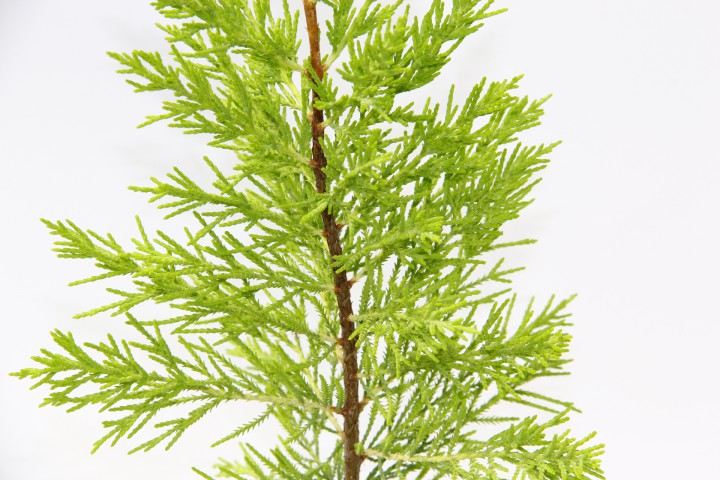 LİMON ÇAMI 3 ADET - HEDİYELİK SARI SAKSIDA