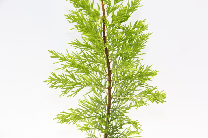 LİMON ÇAMI - HEDİYELİK SARI SAKSIDA