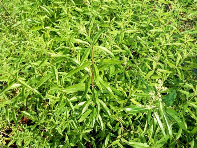 LİMON MELİSA  BİTKİSİ 5 ADET - Melissa Officinalis