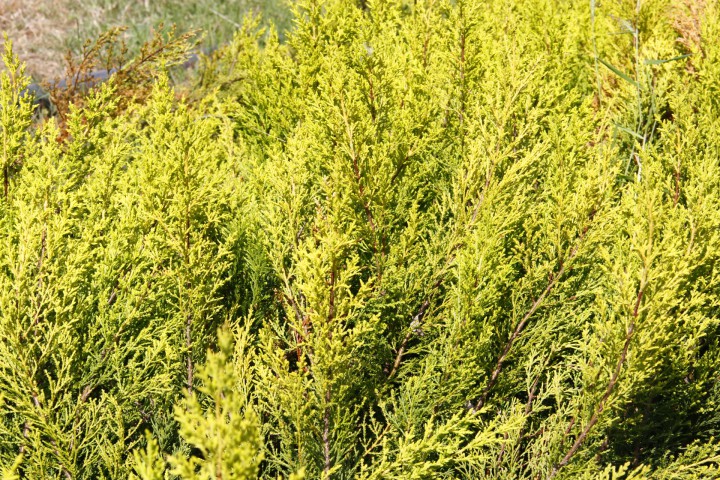 LİMON SERVİ 10 ADET ÇİT BİTKİSİ - AŞILI ÇİT BİTKİSİ