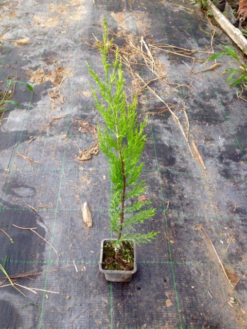 LİMON SERVİ 20 ADET ÇİT BİTKİSİ - AŞILI ÇİT BİTKİSİ