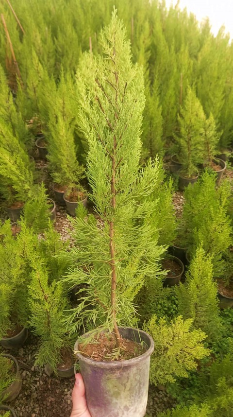 LİMONİ SERVİ 3 ADET 50-70 cm - LİMON ÇAMI