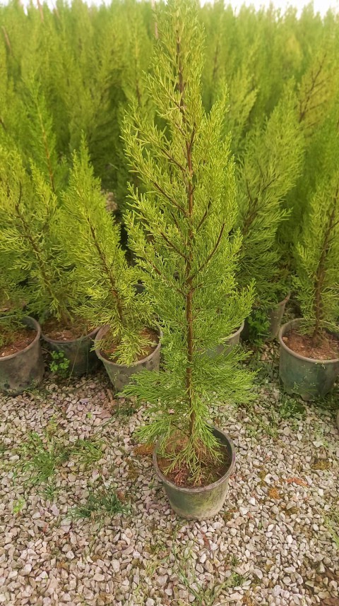 LİMONİ SERVİ 3 ADET 50-70 cm - LİMON ÇAMI