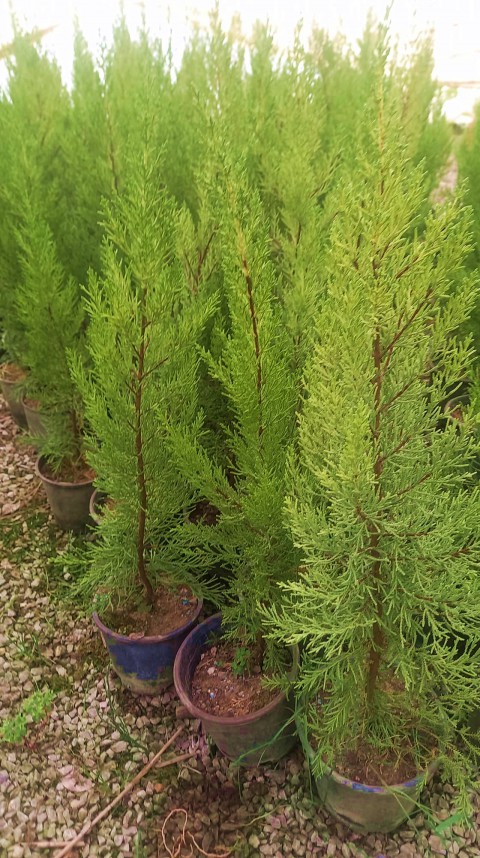 LİMONİ SERVİ 3 ADET 50-70 cm - LİMON ÇAMI